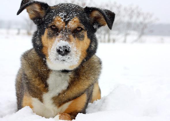 7-errori-che-i-proprietari-di-cani-fanno-spesso-in-inverno