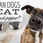 i-cani-possono-mangiare-il-pepe-nero?-il-pepe-fa-male-ai-cani?