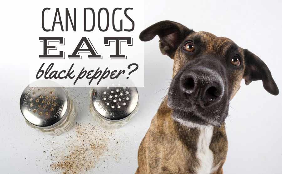 i-cani-possono-mangiare-il-pepe-nero?-il-pepe-fa-male-ai-cani?