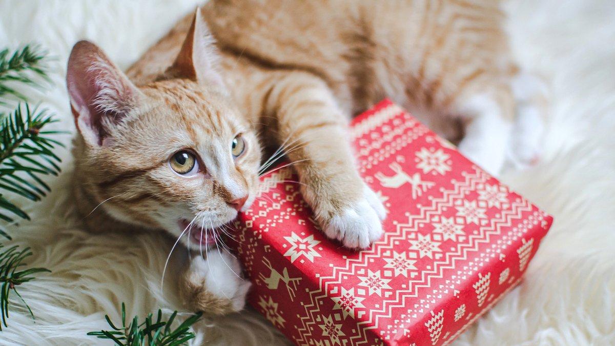 gli-8-migliori-giocattoli-di-catnip-natalizi-e-festivi-di-chewy-per-il-tuo-gattino-festivo