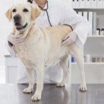 cancro-degli-animali-domestici:-comprensione-dell'emangiosarcoma-in-cani-e-gatti