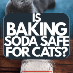 il-bicarbonato-di-sodio-e-sicuro-per-i-gatti-e-puoi-usarlo-per-il-controllo-delle-pulci?