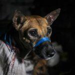 i-soccorritori-salvano-oltre-50-cani-emaciati-in-sacchi-e-destinati-a-un-macello-illegale