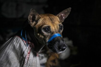 i-soccorritori-salvano-oltre-50-cani-emaciati-in-sacchi-e-destinati-a-un-macello-illegale