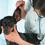 5-problemi-di-salute-che-i-proprietari-di-cani-spesso-ignorano