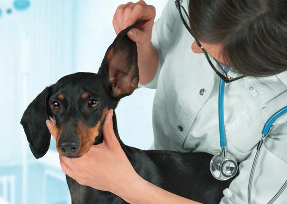 5-problemi-di-salute-che-i-proprietari-di-cani-spesso-ignorano