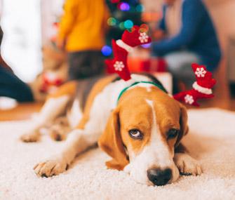 mantieni-la-gioia-nelle-tue-festivita-natalizie-evitando-questi-pericoli-per-gli-animali-domestici