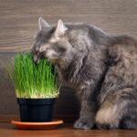 perche-il-mio-gatto…-mangia-erba-o-piante-d'appartamento?