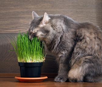 perche-il-mio-gatto…-mangia-erba-o-piante-d'appartamento?