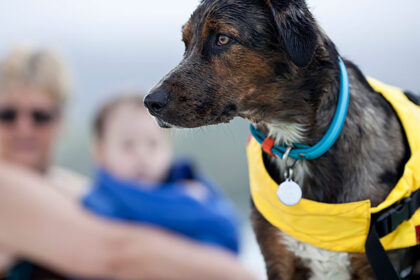 6-consigli-per-aiutare-i-cani-a-nuotare-in-sicurezza