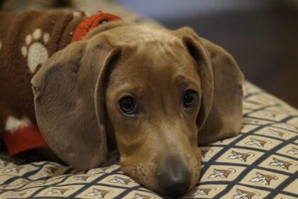 9-articoli-indispensabili-per-i-cani-a-rischio-di-malattia-del-disco-intervertebrale-(ivdd)