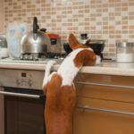 come-possiamo-impedire-al-nostro-cane-di-rubare-cibo?
