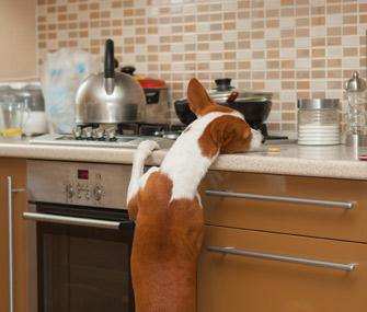 come-possiamo-impedire-al-nostro-cane-di-rubare-cibo?
