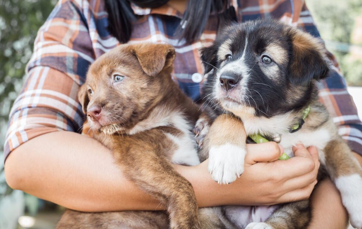 12-regali-essenziali-per-i-nuovi-proprietari-di-cani-e-i-loro-cani!