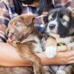 12-regali-essenziali-per-i-nuovi-proprietari-di-cani-e-i-loro-cani!
