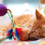 5-modi-per-aiutare-a-mantenere-attivo-il-tuo-gatto-indoor