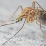gli-animali-domestici-possono-prendere-il-virus-del-nilo-occidentale-o-zika?