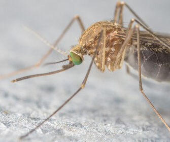 gli-animali-domestici-possono-prendere-il-virus-del-nilo-occidentale-o-zika?