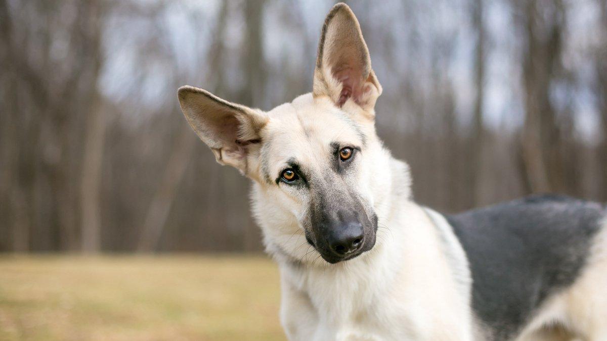 8-articoli-utili-per-cani-a-rischio-di-displasia-dell'anca