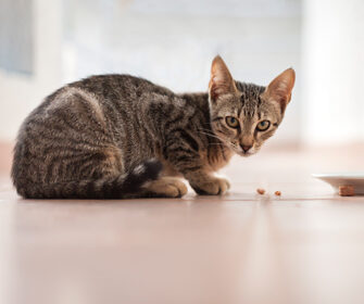 perche-il-mio-gatto…-mangia-lontano-dalla-sua-ciotola?
