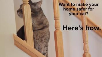 video:-consigli-degli-esperti-per-rendere-la-tua-casa-a-prova-di-gatto
