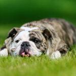 5-fattori-che-mettono-un-cane-a-rischio-di-colpo-di-calore