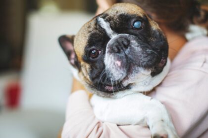 5-ottimi-articoli-per-cani-con-glaucoma-e-problemi-di-vista
