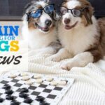 recensione-brain-training-per-cani:-funziona-questo-corso-online?