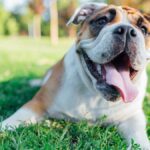 5-ottimi-prodotti-per-cani-con-problemi-di-respirazione