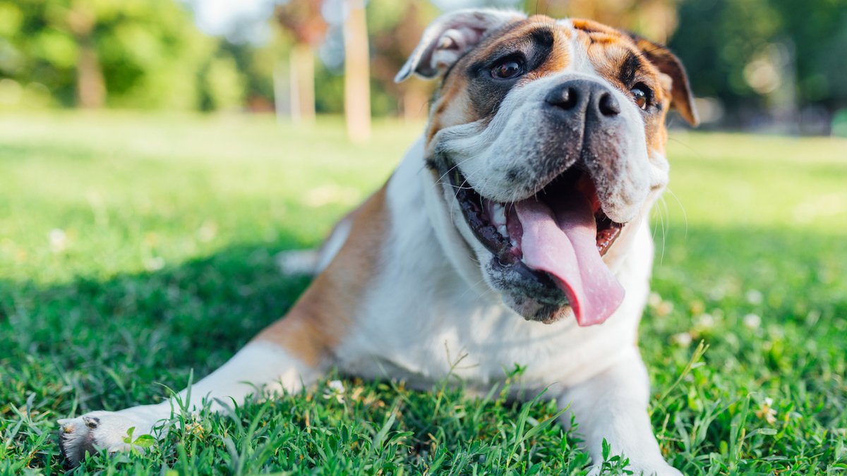 5-ottimi-prodotti-per-cani-con-problemi-di-respirazione