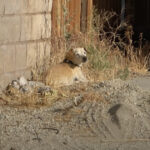 chihuahua-anziano-seduto-al-sole-del-deserto-dopo-essere-stato-abbandonato-dalla-persona-che-amava