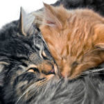comportamento-del-gatto:-socializzare-i-gatti-con-altri-gatti