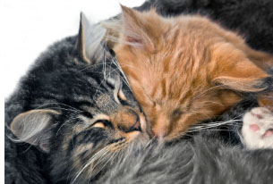 comportamento-del-gatto:-socializzare-i-gatti-con-altri-gatti