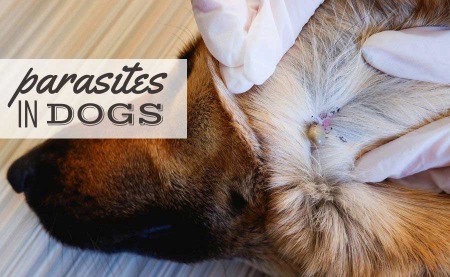 parassiti-nei-cani:-tipi,-sintomi,-trattamento,-prevenzione-e-altro