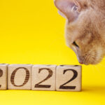 10-prodotti-per-aiutarti-a-mantenere-i-buoni-propositi-per-il-nuovo-anno-per-il-tuo-gatto