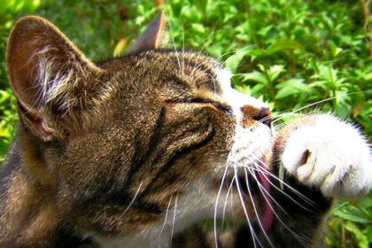 5-modi-per-apprezzare-il-tuo-gatto-durante-la-giornata-nazionale-del-gatto