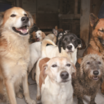 salvare-i-cani-di-strada-di-guadalajara