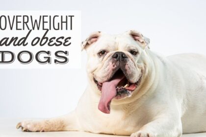 cani-sovrappeso-e-obesi:-il-tuo-cucciolo-ha-bisogno-di-perdere-peso?