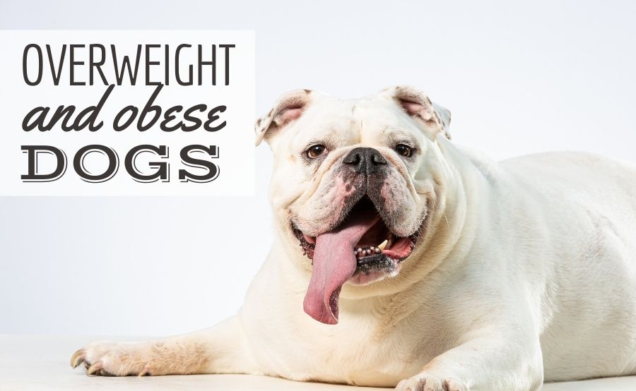 cani-sovrappeso-e-obesi:-il-tuo-cucciolo-ha-bisogno-di-perdere-peso?