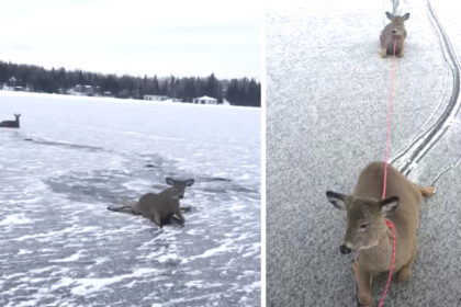 un-uomo-incontra-un-cervo-arenato-nel-mezzo-di-un-lago-ghiacciato