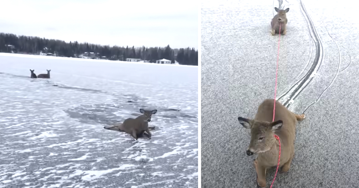 un-uomo-incontra-un-cervo-arenato-nel-mezzo-di-un-lago-ghiacciato
