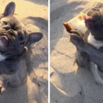 il-cane-e-sepolto-nella-sabbia,-ma-ha-appena-preso-la-pizza,-quindi-va-tutto-bene