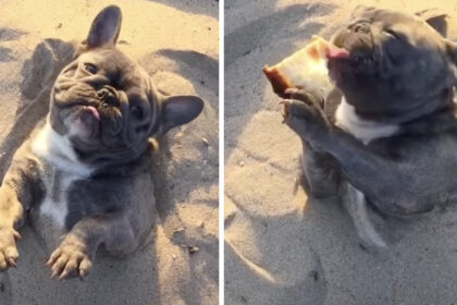 il-cane-e-sepolto-nella-sabbia,-ma-ha-appena-preso-la-pizza,-quindi-va-tutto-bene