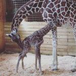 cucchiaio-per-animali:-finalmente-la-giraffa-partorisce,-i-letti-delle-bambole-donati-aiutano-i-gatti-a-rifugiarsi