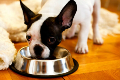 7-cose-che-dovresti-sapere-sulla-lettura-delle-etichette-degli-alimenti-per-animali-domestici