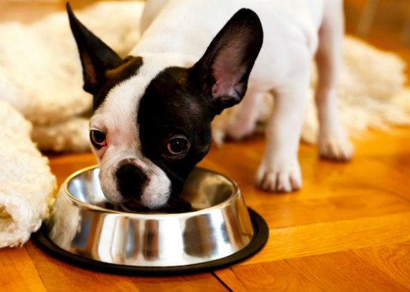7-cose-che-dovresti-sapere-sulla-lettura-delle-etichette-degli-alimenti-per-animali-domestici