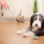 dog-training-101:-strumenti-essenziali-di-cui-avrai-bisogno