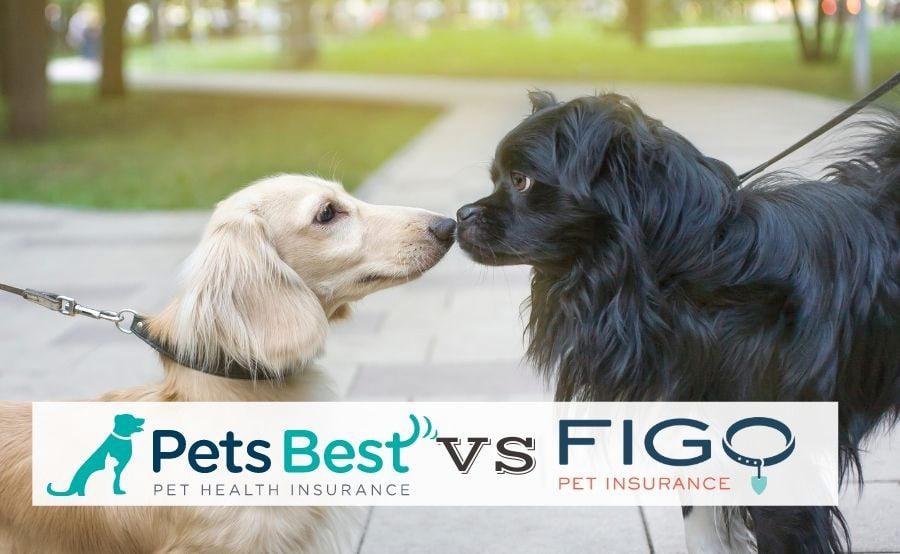 pets-best-vs-figo:-quale-offre-prezzi-piu-bassi-per-la-migliore-copertura?