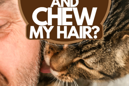perche-i-gatti-leccano,-masticano-o-mangiano-i-capelli-umani?