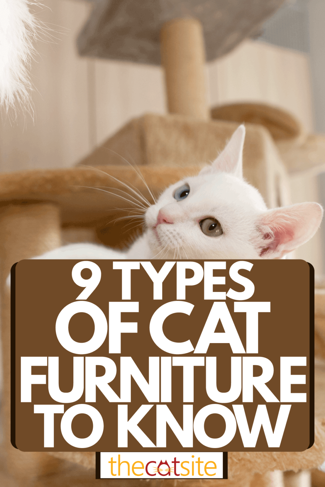 9 Types Of Cat Furniture : cat lying on a small playing platform 